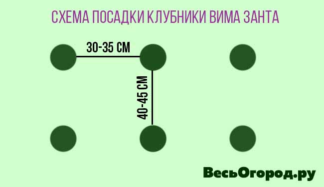 Схема посадки земляники Вима Занта