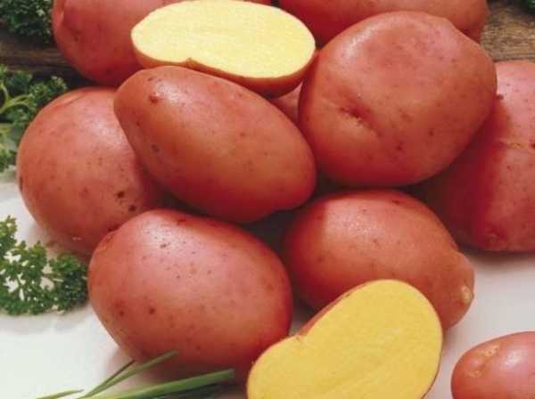 Описание ранних сортов картофеля – Алена