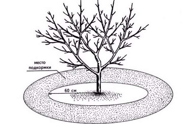 На каком расстоянии от яблнони вносить подкормки