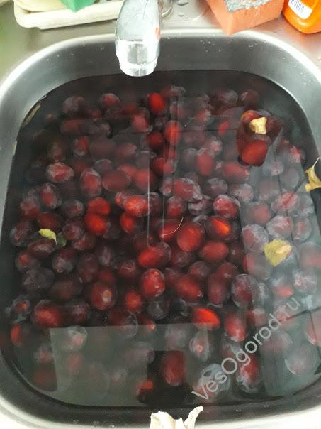 Промываем сливу