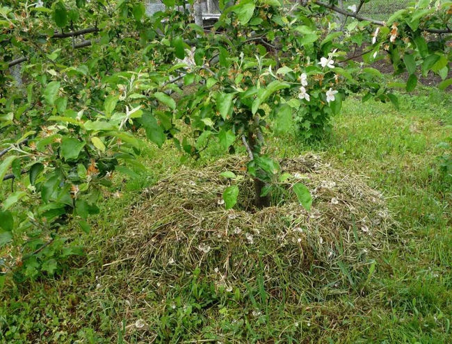 Мульчироване яблони скошенной травой