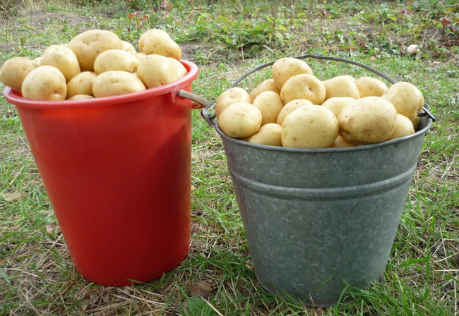 Картофель Гала
