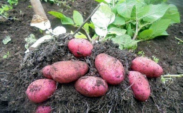 Картофель Ред Скарлет описание сорта
