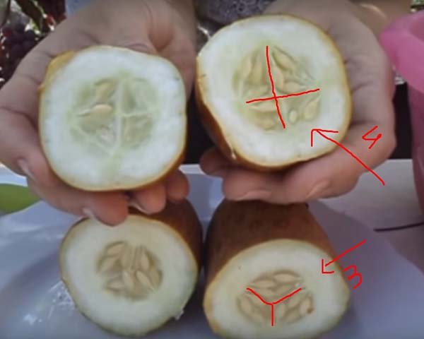 Огурцы женского имужского пола