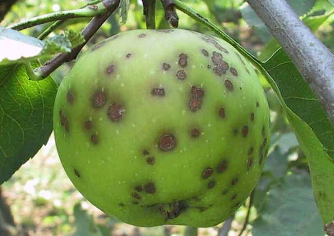 Парша на яблоке