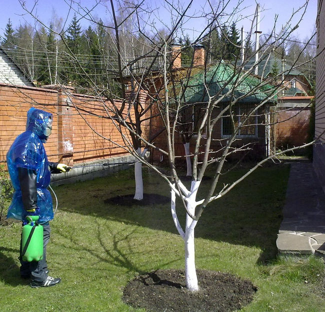 Уход за яблоней