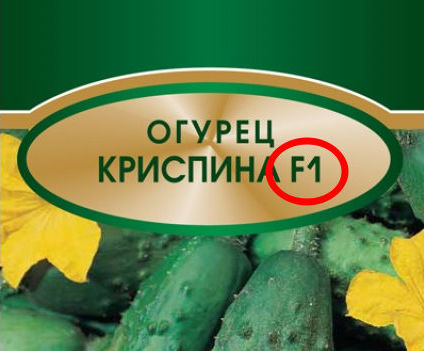 гибридный сорт огурцов