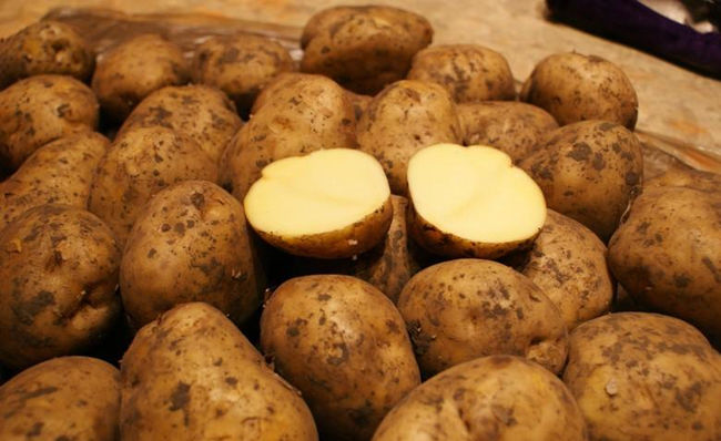 Описание сорта картофеля Бельмондо