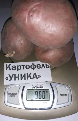 Харктеристика сорта картофеля Уника