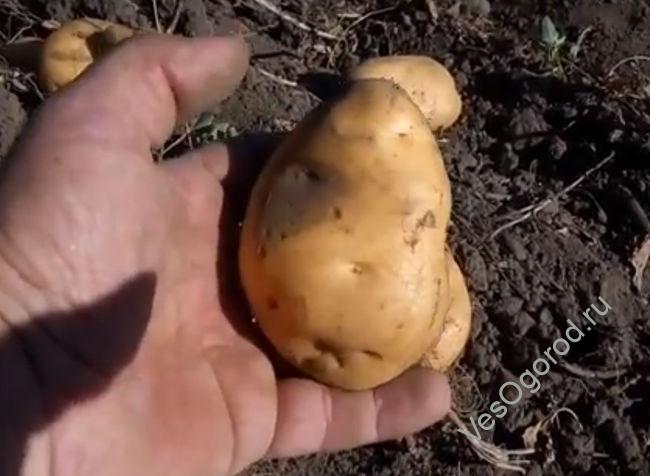 Описание сорта картофеля Бельмондо