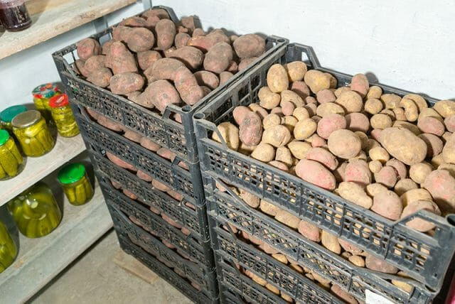 Лежкость картофеля Маяк