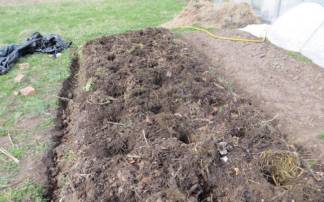 Посадка картофеля Гурман