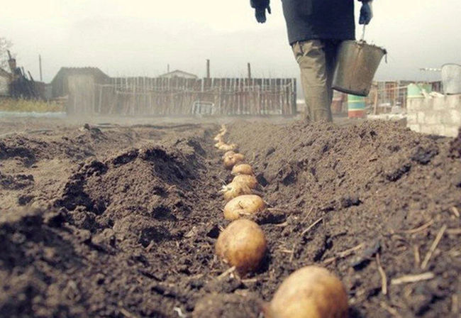 Посадка картофеля Удача