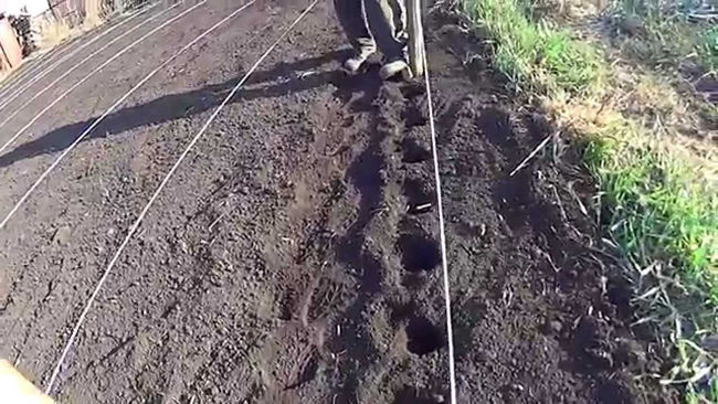 Посадка картошки Колетте