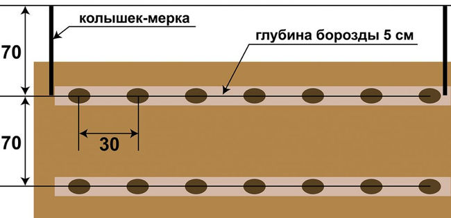 Схема посадки картофеля в борозду