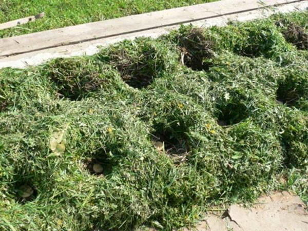 Способ посадки картофеля в скошенную траву