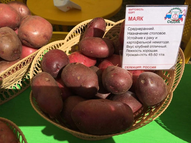 картофель Маяк