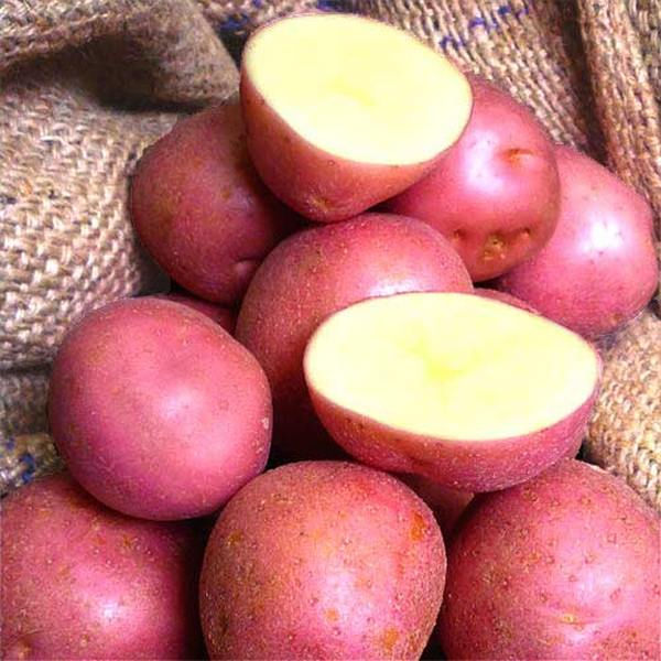сорт картофеля Каменский