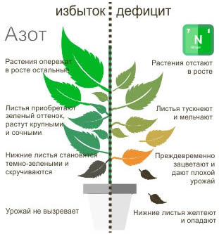 Избыток Азота для растений