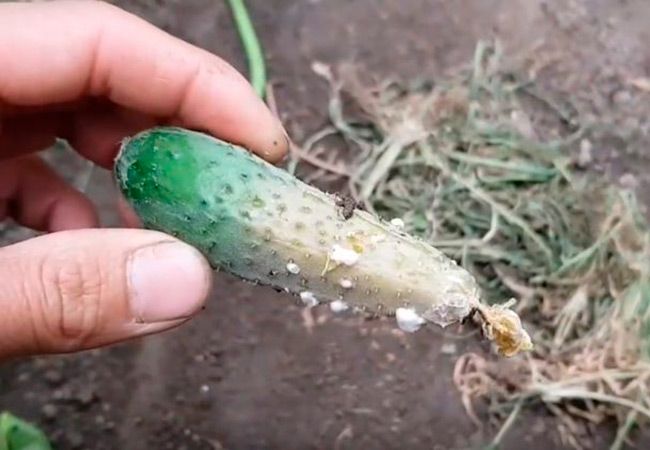 Плод огурца зараженный Белой гнилью