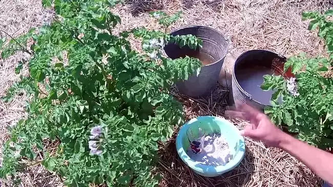 Подкормка картофеля голубиным пометом