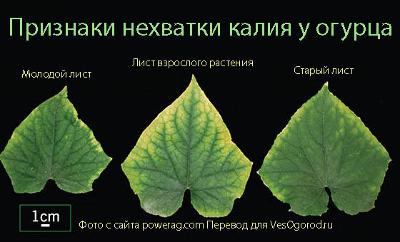 Признаки недостатка калия у огурцов