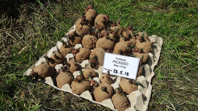 Пророщенный картофель Пикассо