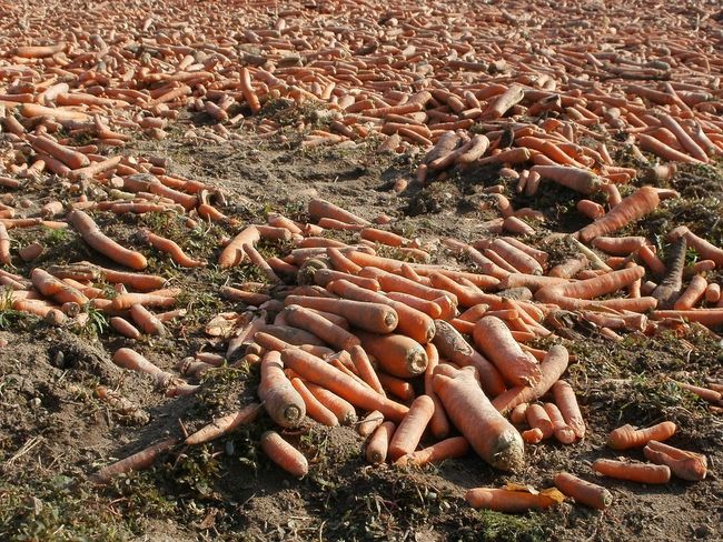 В какую погоду выкапывать морковь