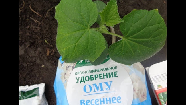 Выбираем удобрения для огурца
