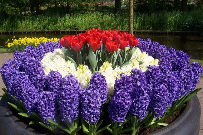 Посадка луковичных цветов осенью