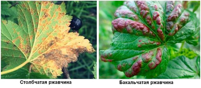 Признаки бокальчатой и столбчатой ржавчины на листьях
