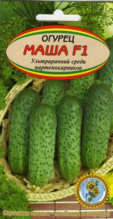 Огурцы сорта Маша