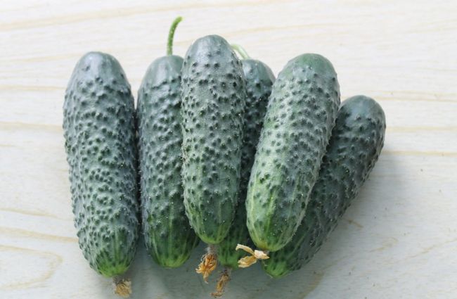 Описание сорта огурцов Амур