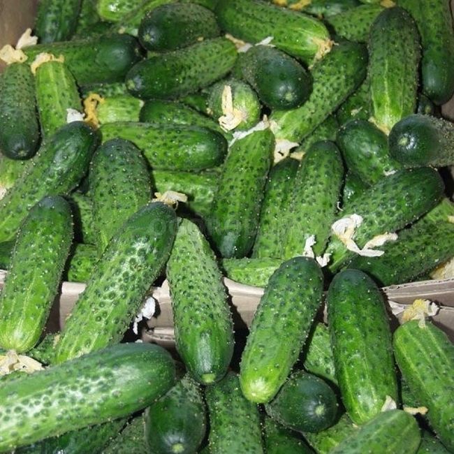 Плюсы и минусы сорта Амур