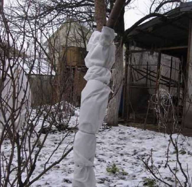 Подготовка сливы к зиме