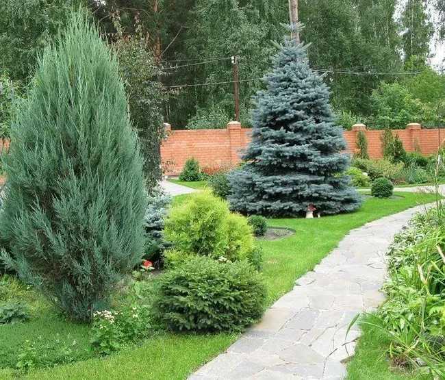 Подкормка хвойных пород калимагнезией