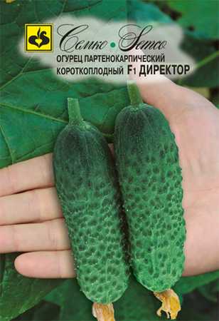 Самоопыляемый сорт огурца Директор