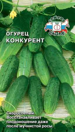 Сорт огурцов Конкурент