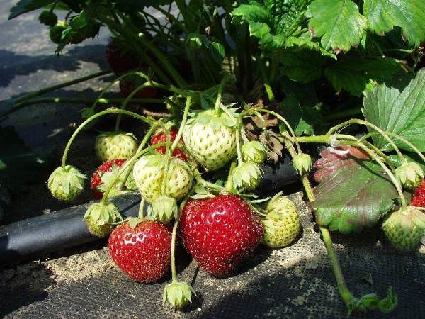 В каких регионах выращивать сорт клубники зенга зенгана