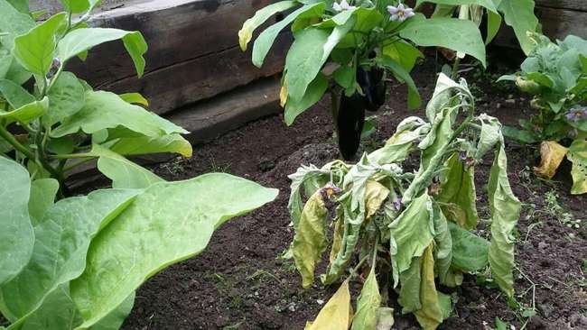 Фузариозное увядание баклажанов