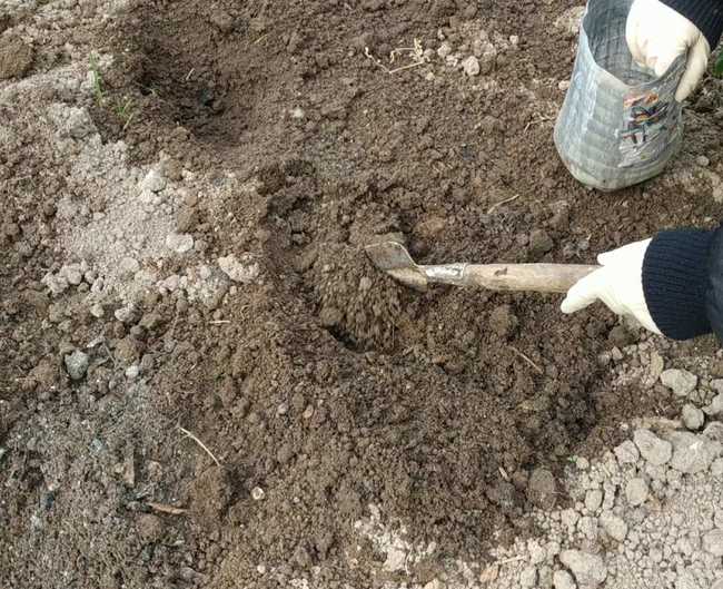 Осеннее внесение двойного суперфосфата