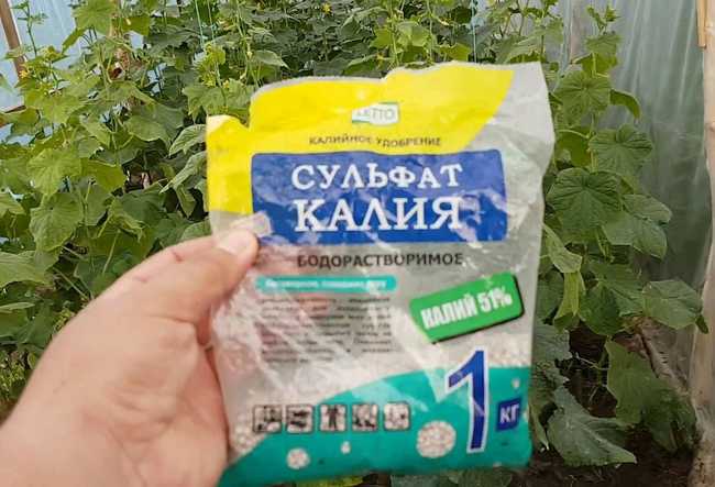 Подкормка огурцов сульфата калия