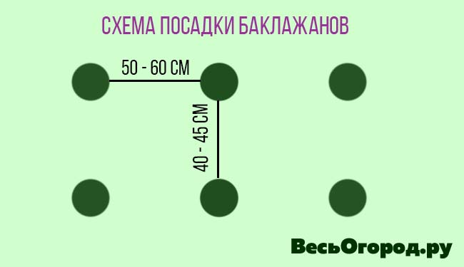 Когда высаживать баклажаны в теплицу