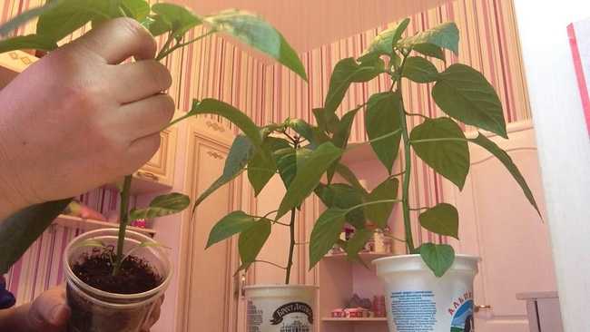 Стимулирование цветения и плодоношения у перца