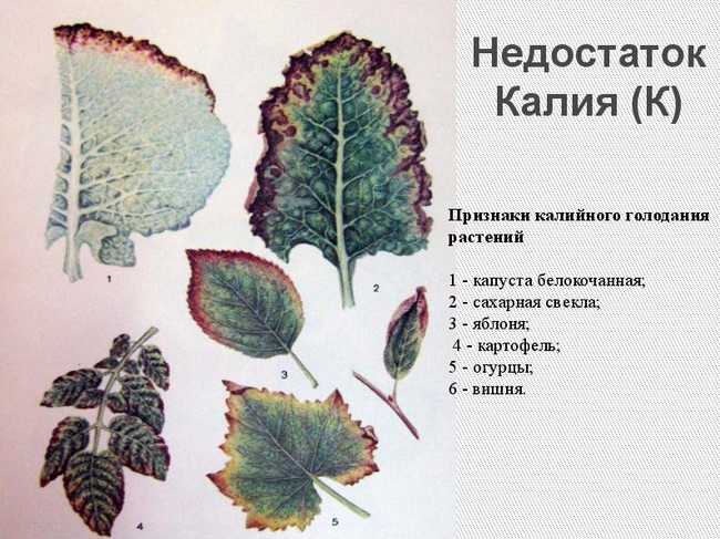 Децицит калия на листьях садовых культур