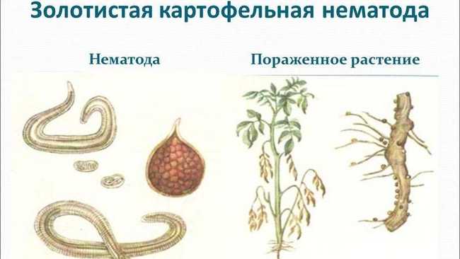 Признаки поражения картофеля нематодой