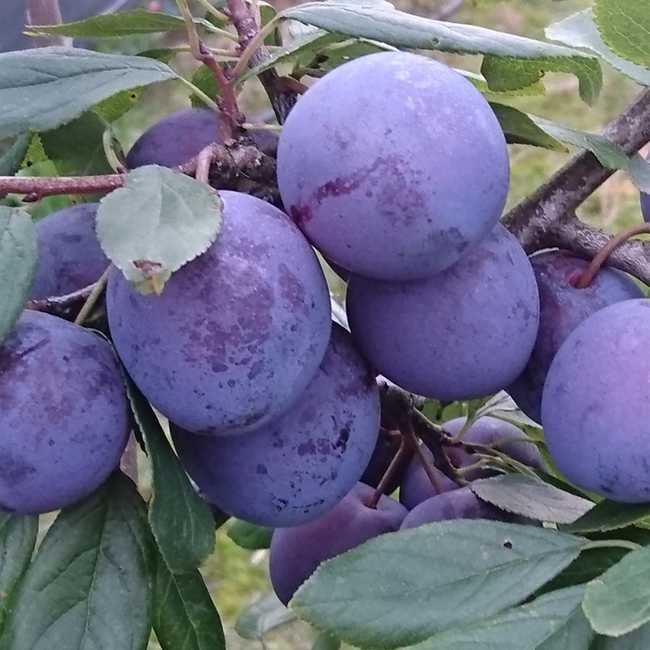Сорт сливы Ренклод Советский