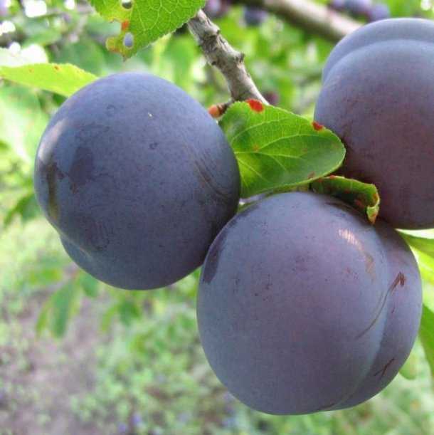 Характеристика плодов и их назначение