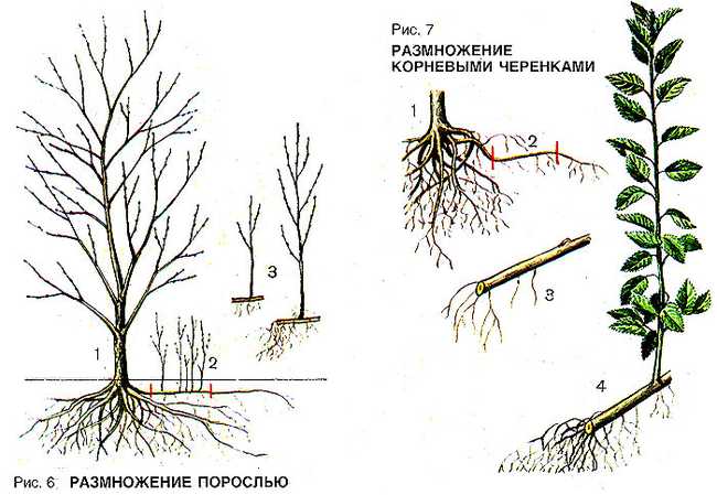 Размножение сливы