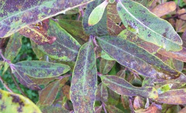 Рамулариоз на жимолости